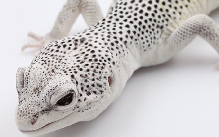 【守宫城市】救救我的超级柠檬霜_哔哩哔哩_bilibili