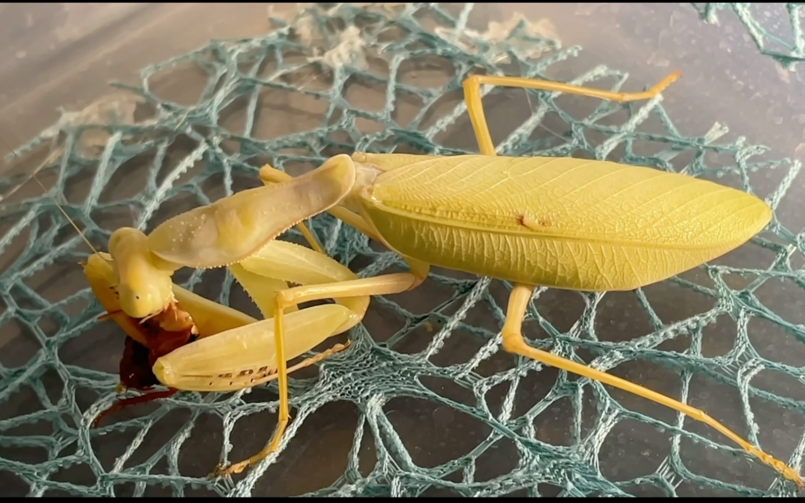 线纹巨螳2号母虫昨日羽化今日已开食