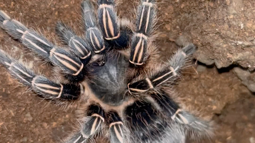 在同城大佬家看到的蓝哥斑真漂亮