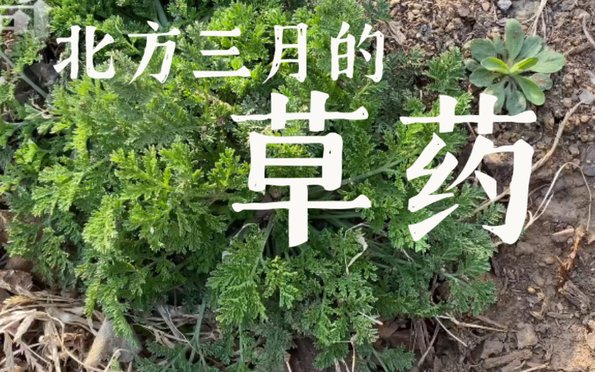 北方三月的草药|青蒿|花椒|木瓜|蛇莓|杏花|侧柏叶|葶苈子|大小蓟|蒲公英|马兜铃|紫花地丁哔哩哔哩bilibili