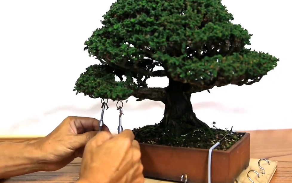 日本盆景大师教你矮霸盆景如何牵拉定型方法