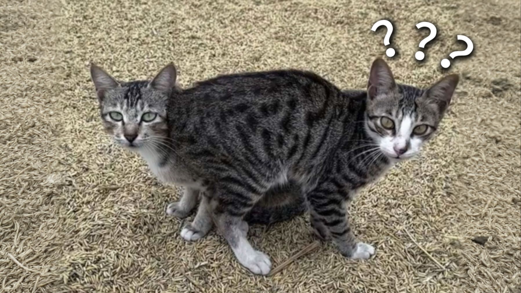 《动物迷惑行为大赏282》