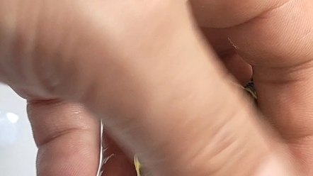 大翅膀火焰龟,小翅膀火焰龟,火焰龟