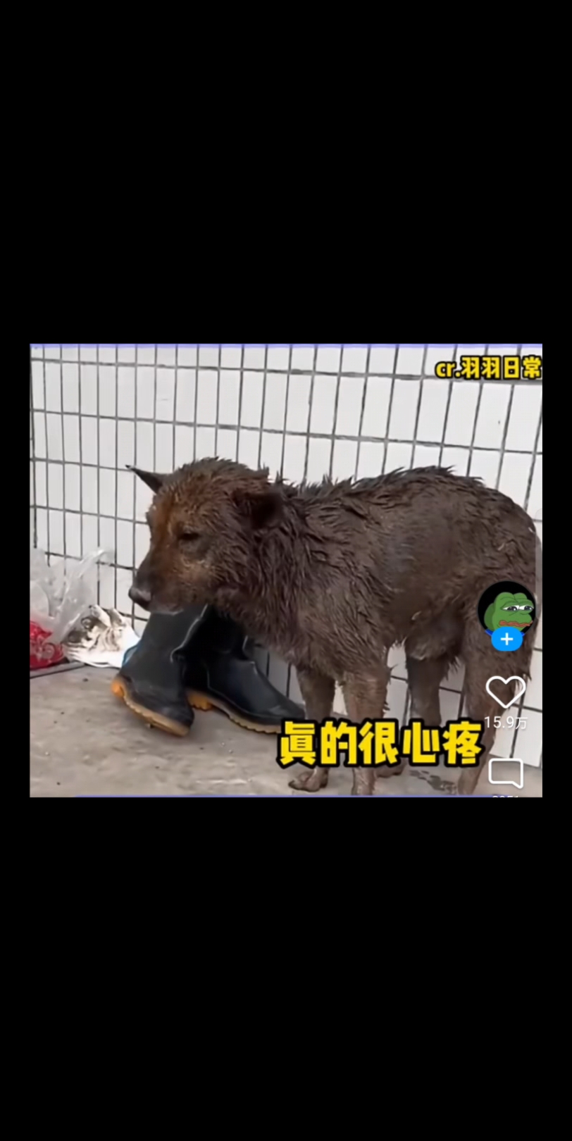 杀我别用小狗刀,呜呜呜哭死