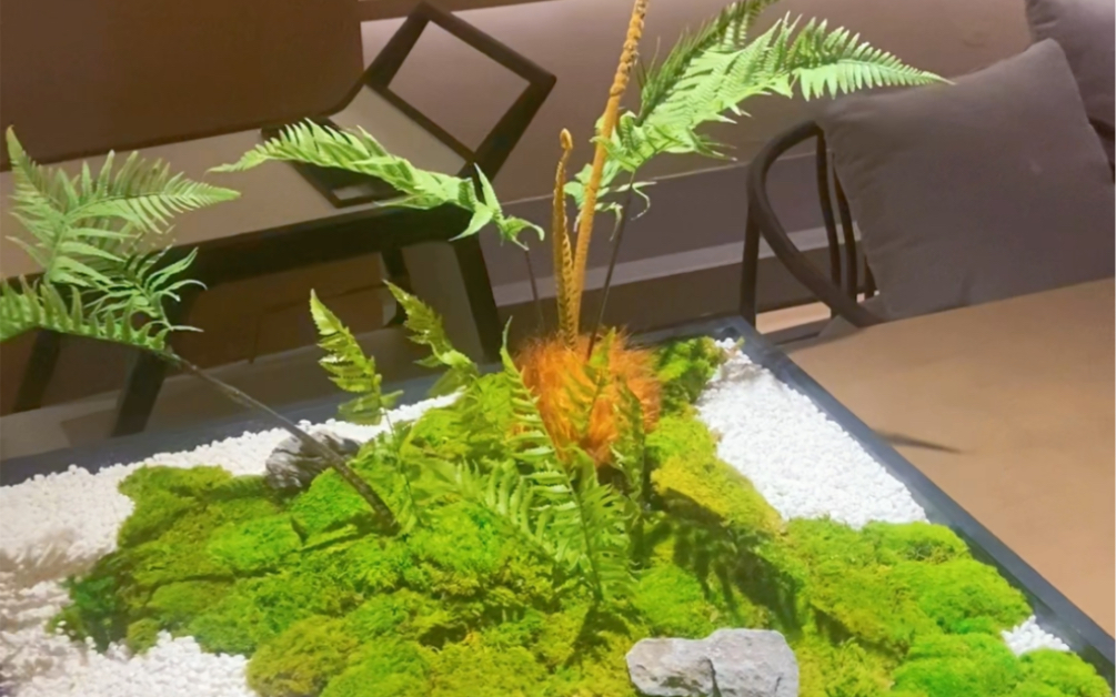 室内苔藓微景观