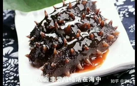 华东师大《动物学》课程音乐作品:《无脊椎动物之歌》哔哩哔哩bilibili