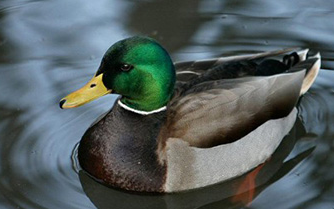 挪威鸭直播录像4.18 螺旋冲击钻_哔哩哔哩_bilibili