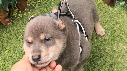 中华田园犬之四眼灰蓝包金