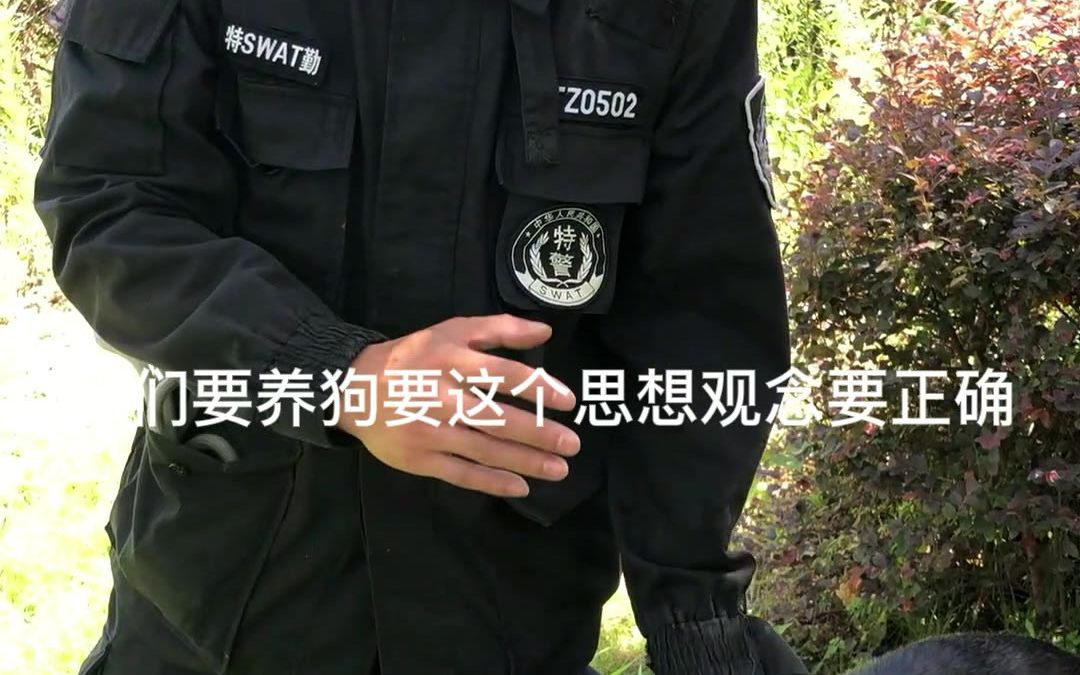 “人养狗 沦落为 狗养人” 专业警犬训导师给您畅谈几句哔哩哔哩bilibili