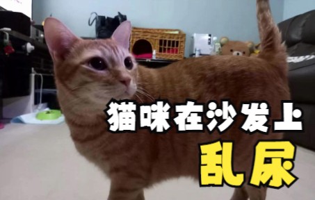 乱尿沙发的猫咪动物传心可以帮助解决哔哩哔哩bilibili