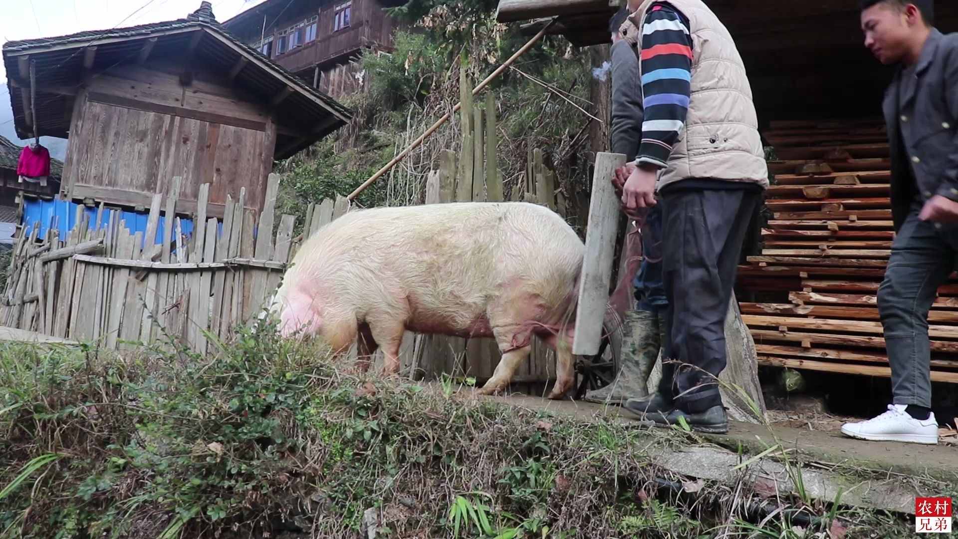 贵州大山里农民杀过年猪,200斤土猪8个人才拿得住,这场面真热闹