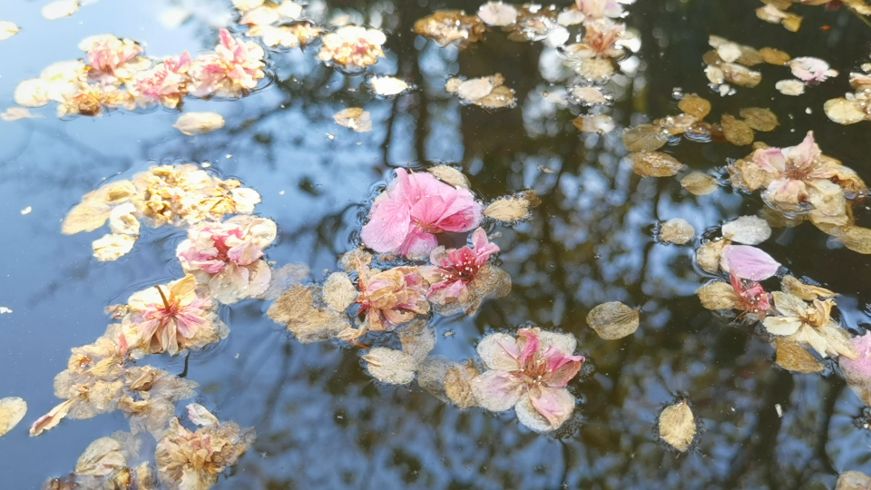 [图]花儿怒放时有她的美丽，凋谢时也有她的优雅～樱花落花