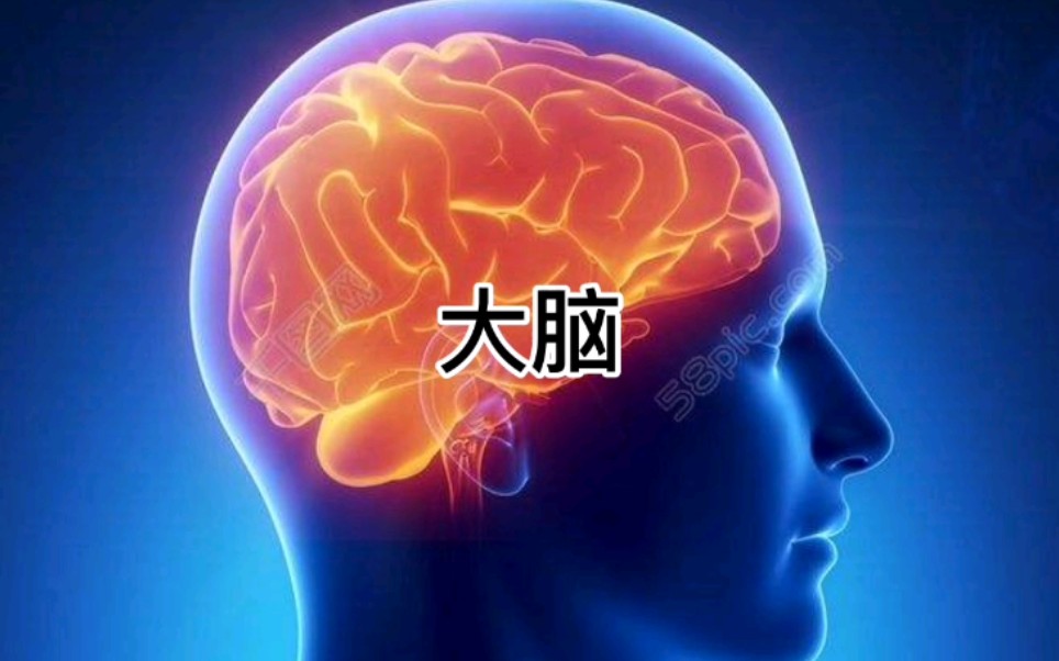 最强大脑精彩片段第一季,哔哩哔哩bilibili