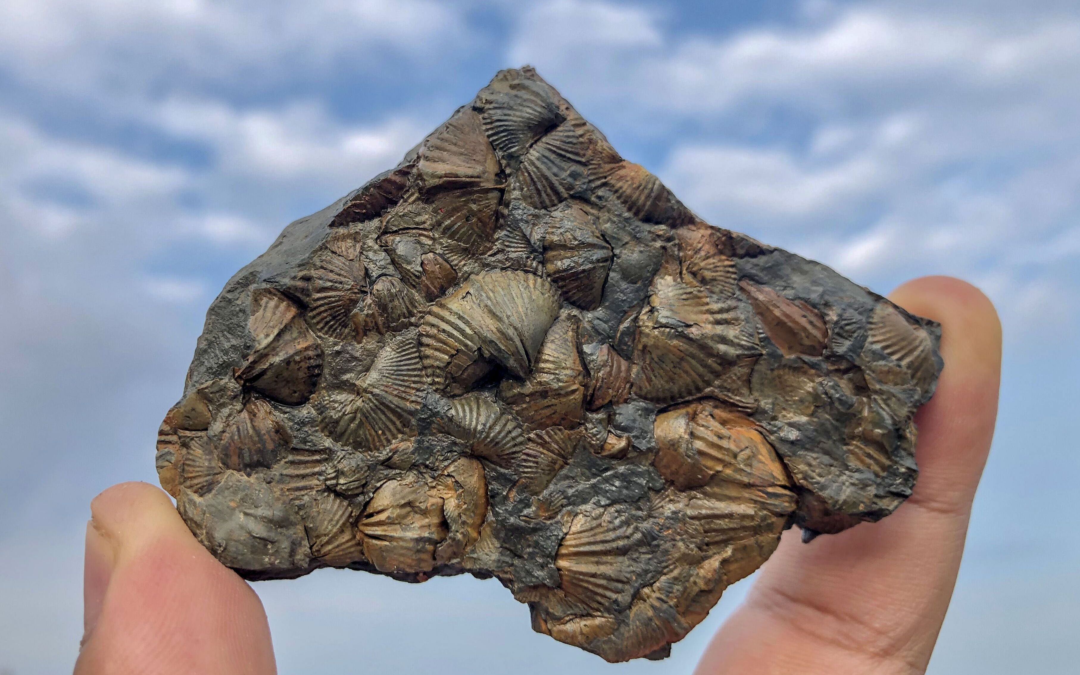 大雨过后赶海,小刘捡到奇怪的石头,这下赚大了