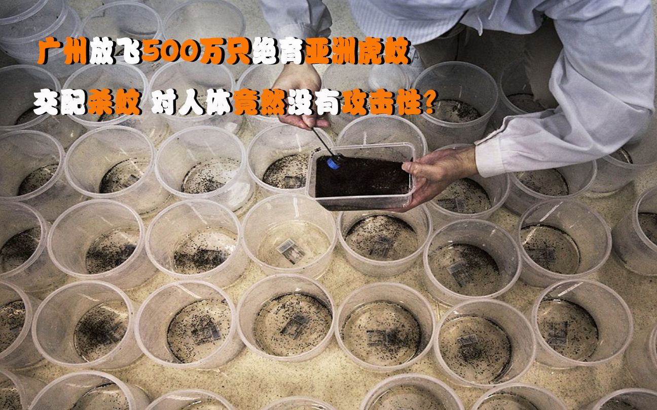 [图]广州放飞500万只绝育亚洲虎蚊，交配杀蚊，对人体竟然没有攻击性？