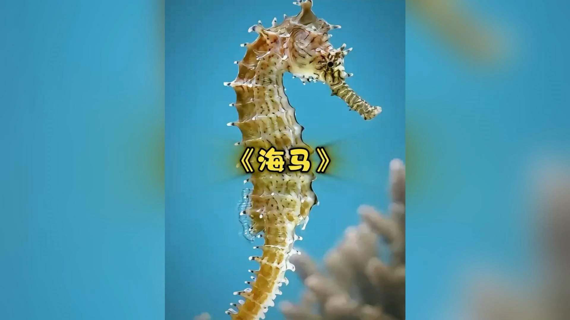 为爱生孩子的海马爸爸,是你梦中老公吗?