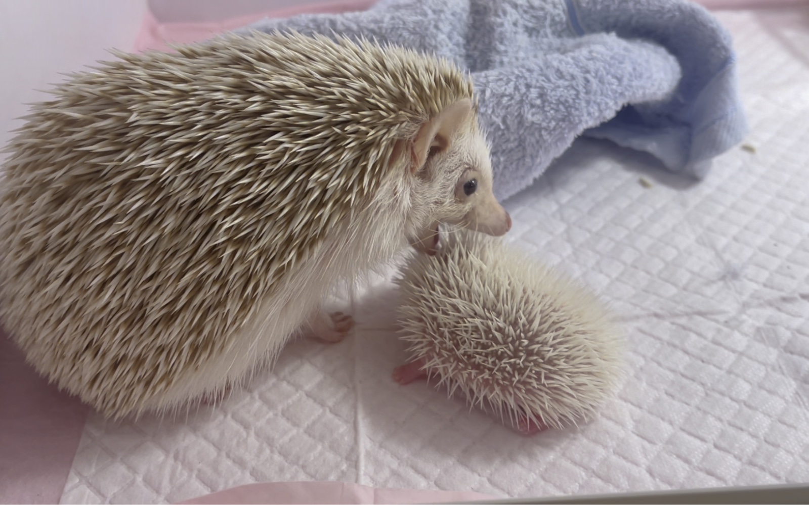 刺猬妈妈生怕我偷孩子