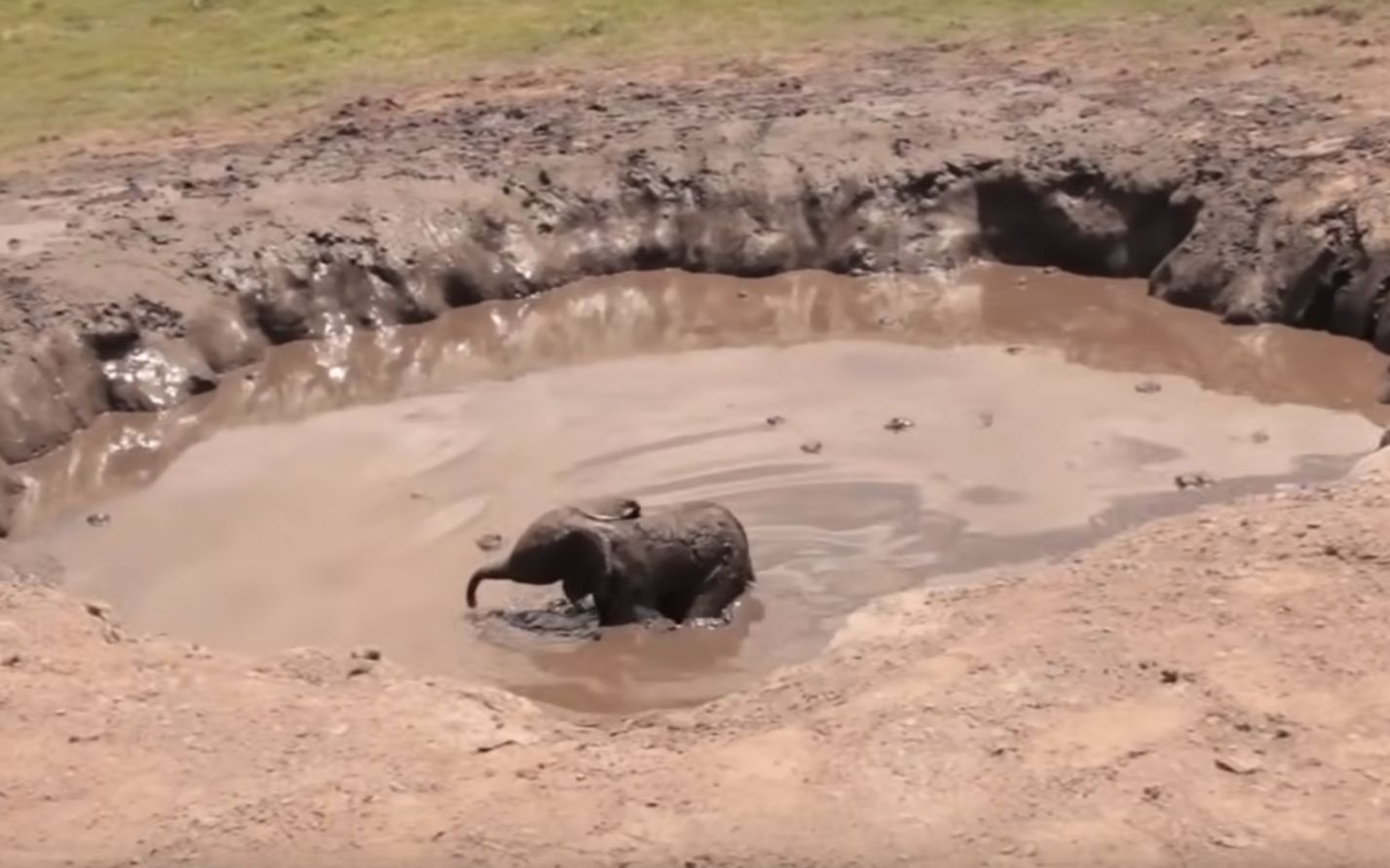 【有爱大自然】小象陷入泥沼坑,无法逃出,最后结局太温馨了