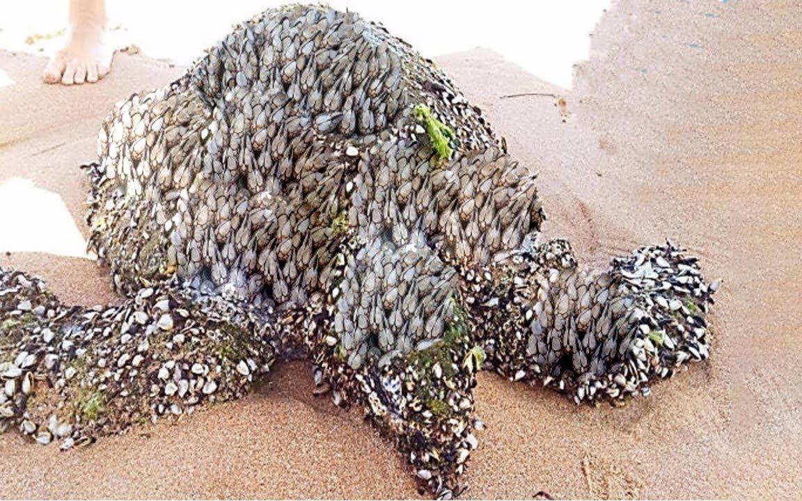 大量藤壶寄生在海龟后壳,小家伙被压得喘不过气,帮海龟仔细清理