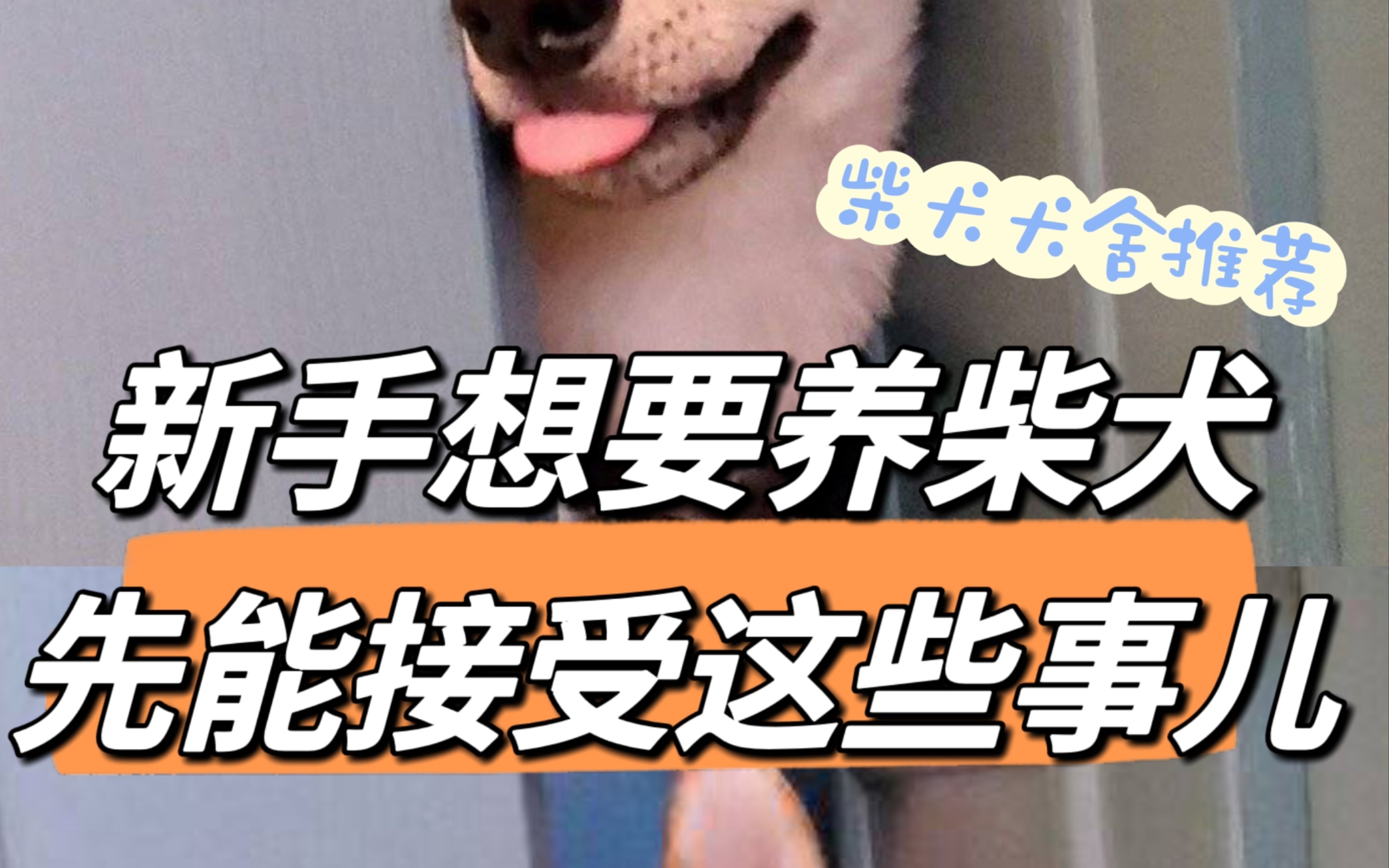 [图]新手想要养柴犬，先能接受这些事儿！