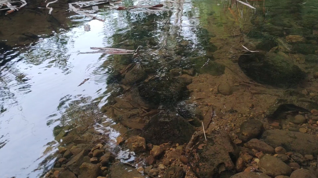 [图]雨林，流水，涟漪