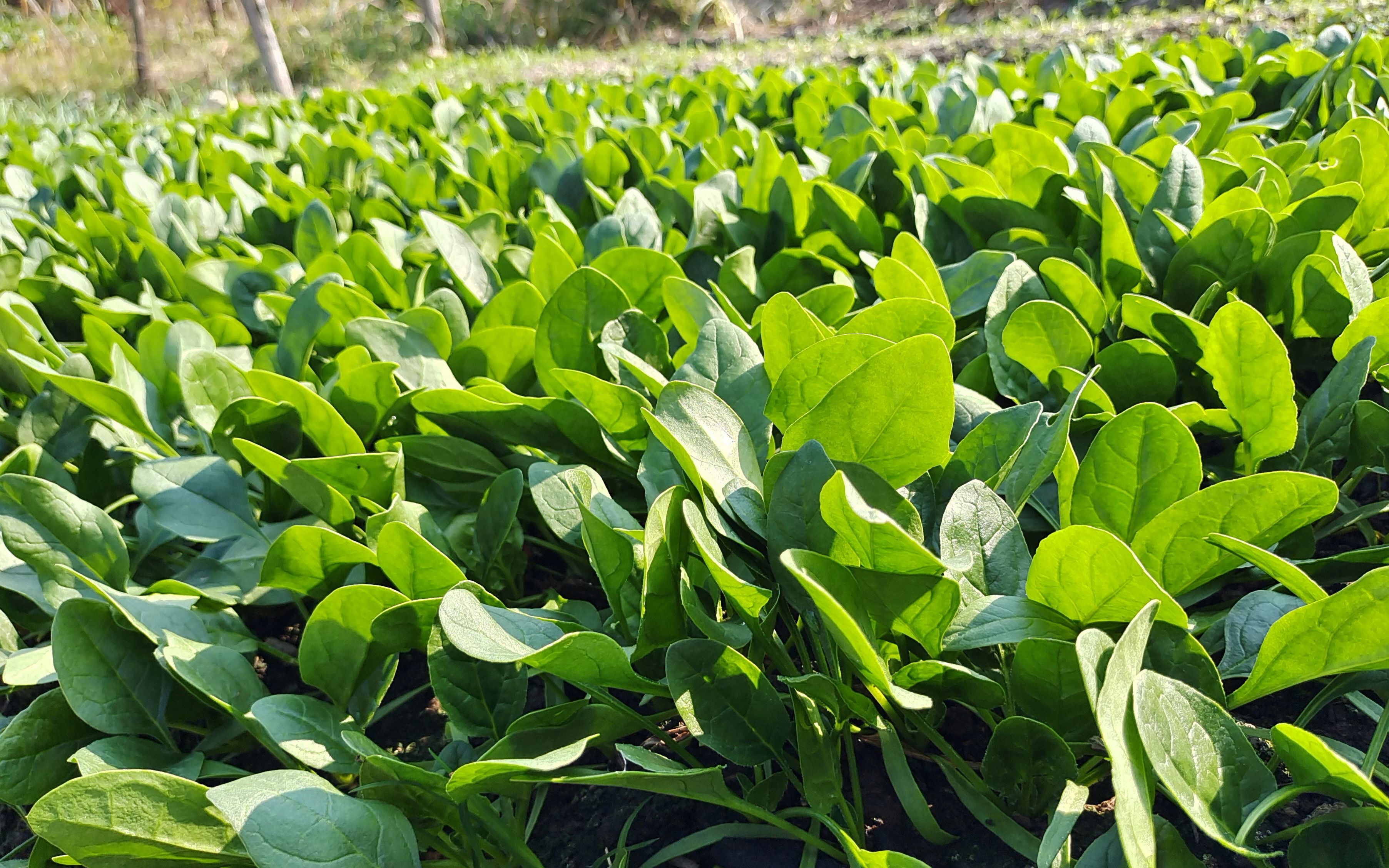 菠菜长在土里的图片图片