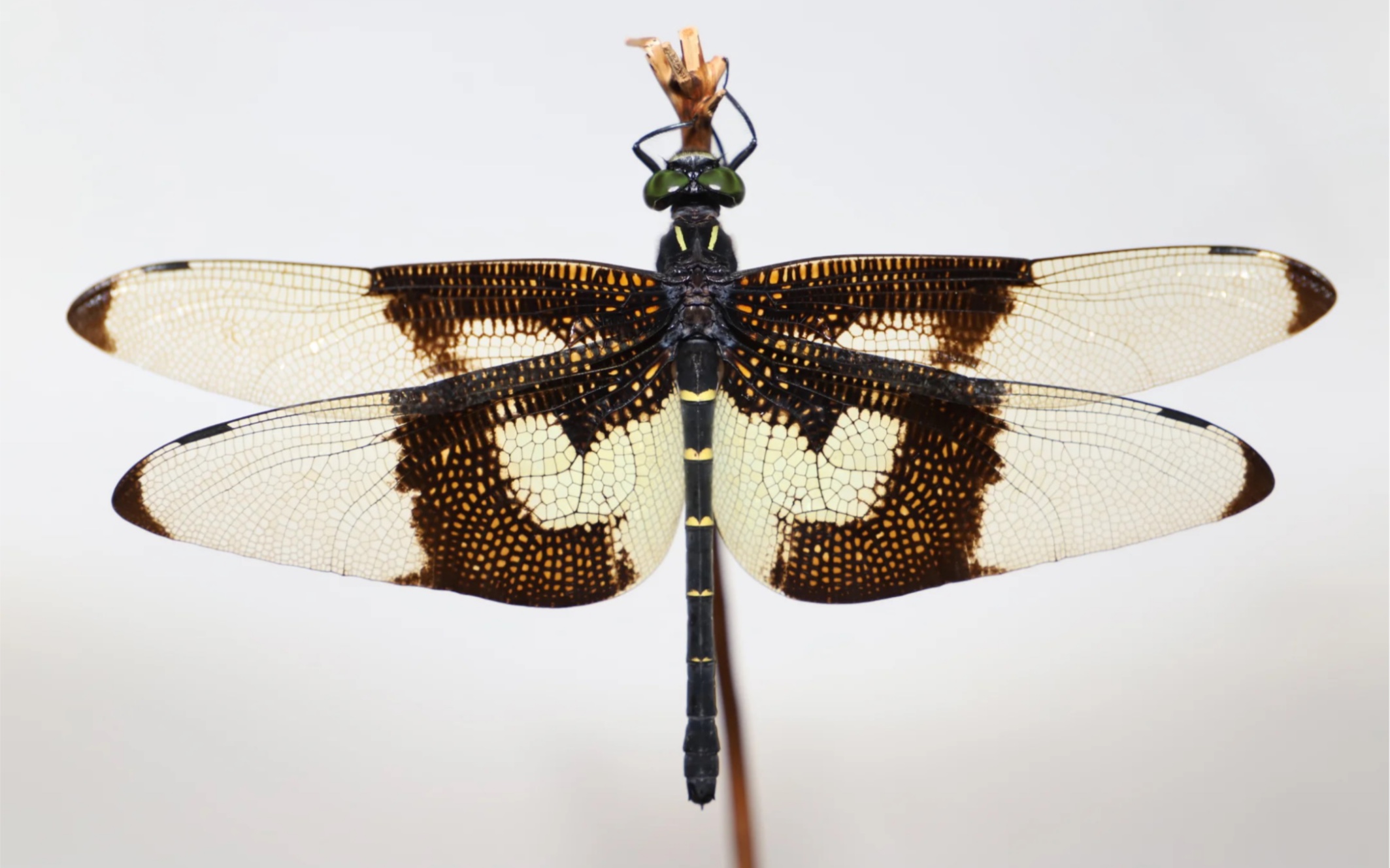 世界上现存的最大蜻蜓图片