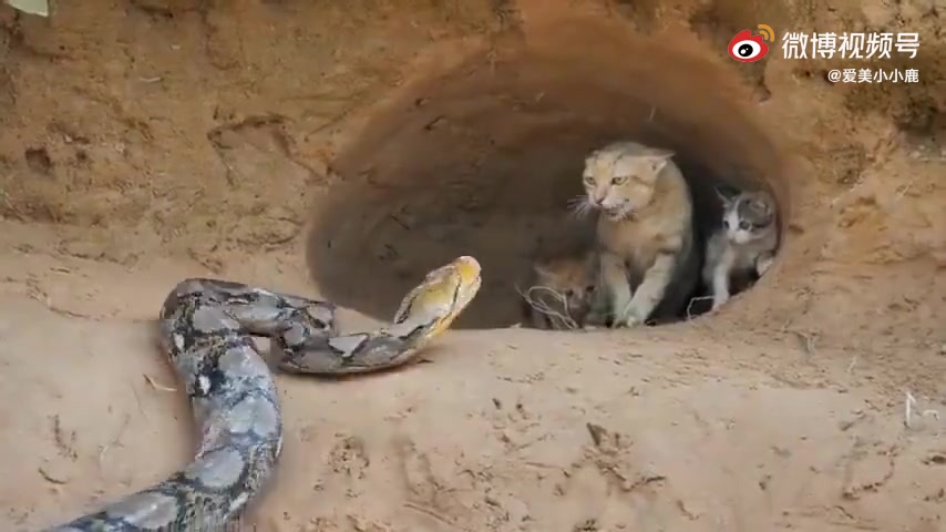 [图]蟒蛇闯入山猫...