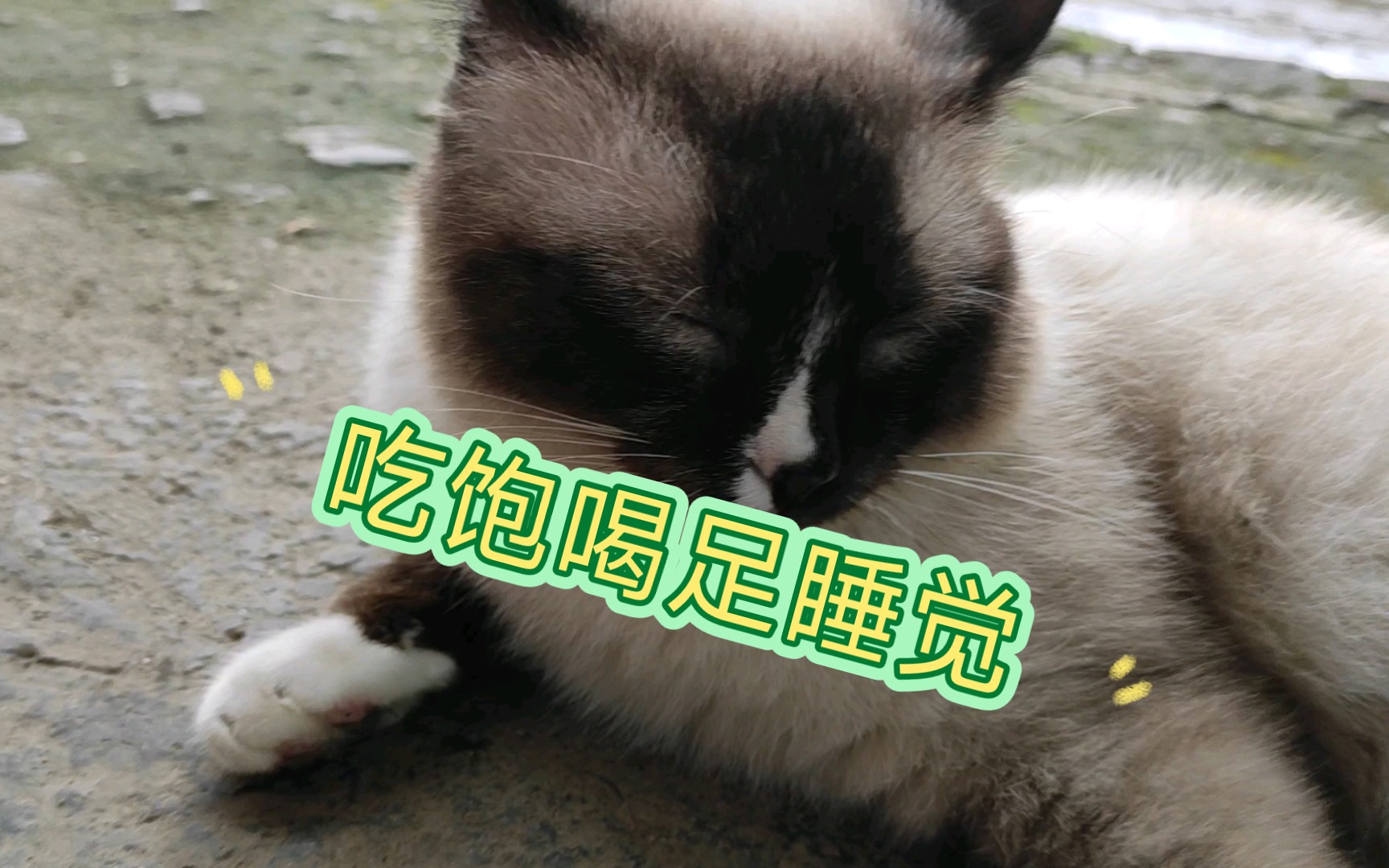 吃饱喝足睡觉 安逸喵生就是这样 简简单单