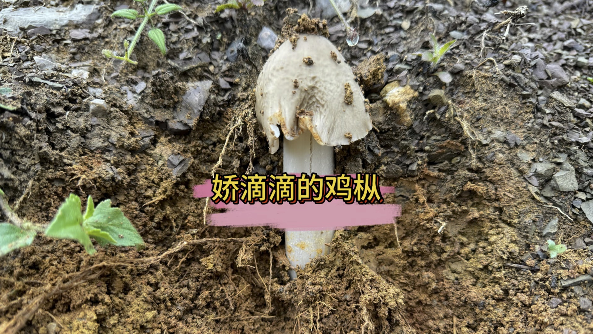 雨后的鸡枞能有多水嫩哔哩哔哩bilibili