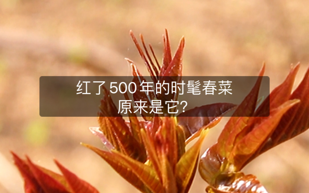 红了500年的时髦春菜,你知道它是什么吗?哔哩哔哩bilibili