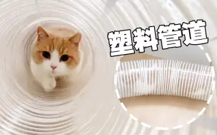 Video herunterladen: 给猫整了个巨型管道，猫在里面飞起来了！