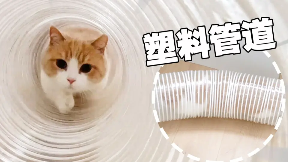 测试猫有多细？食诱猫钻5根透明管道，最细半径5cm！液体猫实锤！_哔哩 