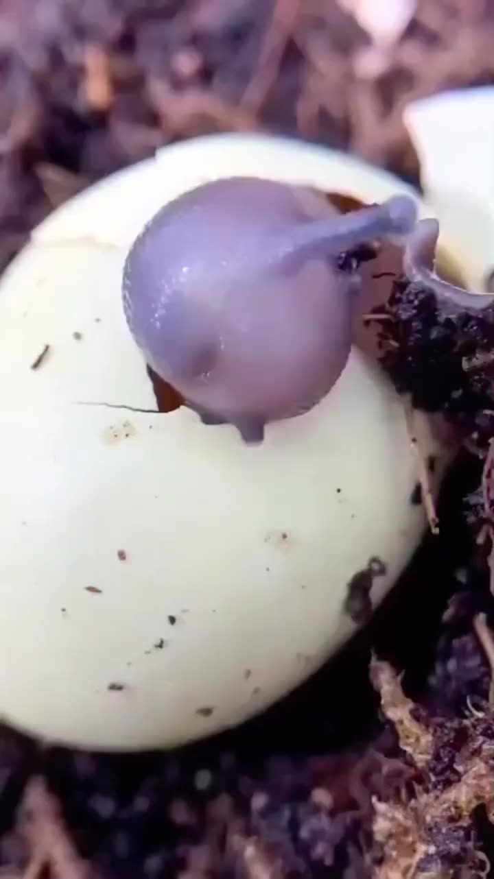 刚出生的小蜗牛吃掉了裹住自己的卵壳,你还知道什么小动物会吃壳