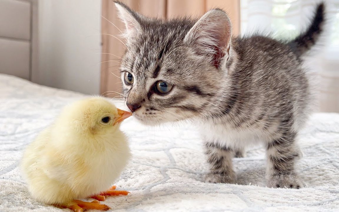 [图]小猫咪第一次见到小鸡仔