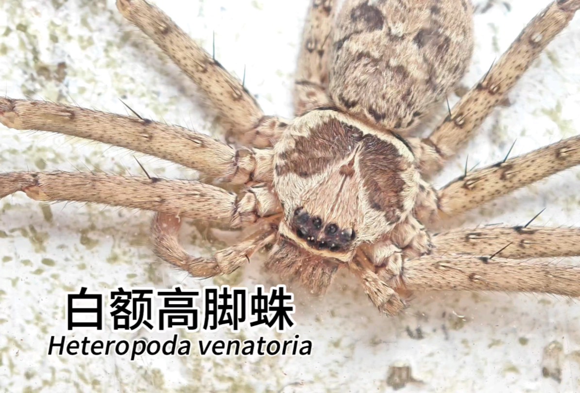 [4K]白额高脚蛛 Heteropoda venatoria哔哩哔哩bilibili