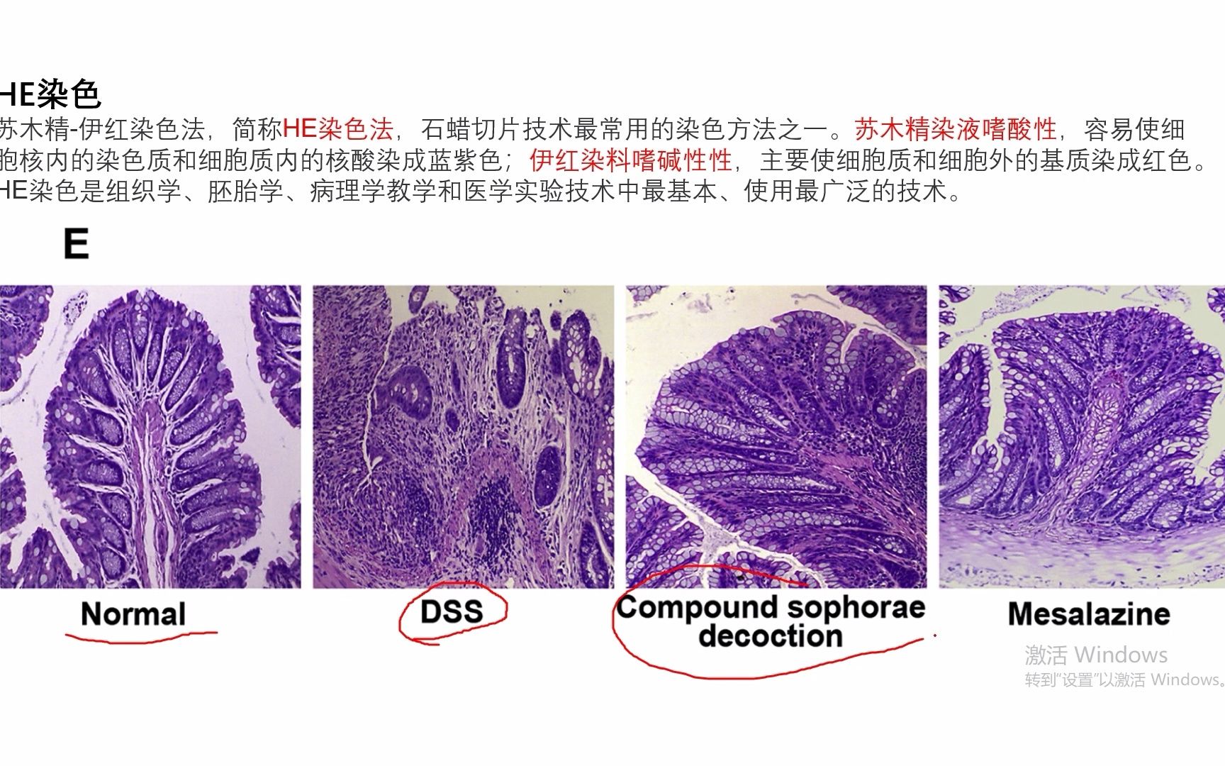 [图]炎症评估的实验方法HE MPO