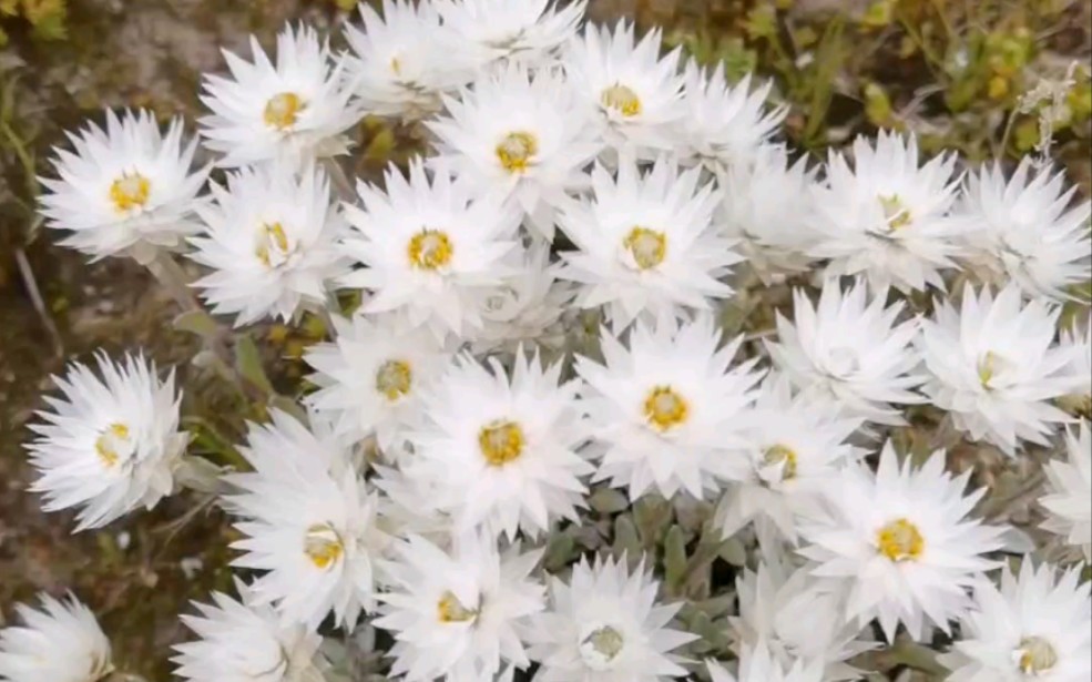 尼泊尔香青_哔哩哔哩_bilibili