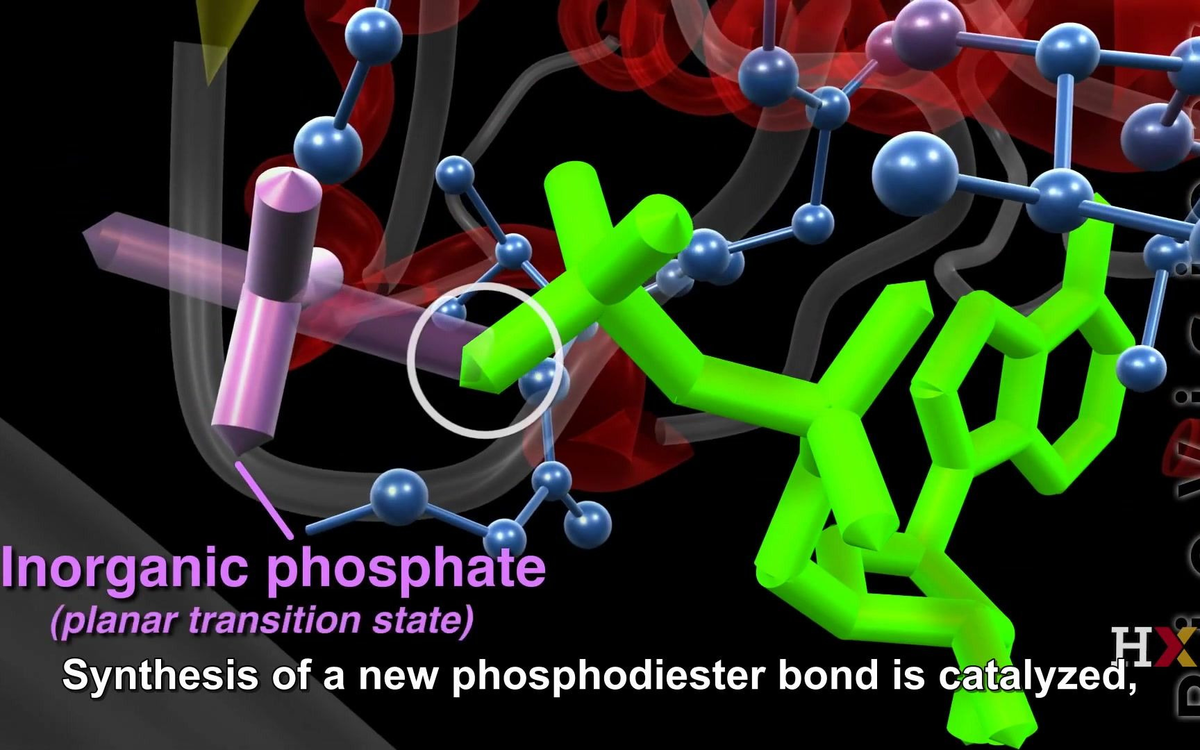 ATP合酶(已嵌入英文字幕)/ATP synthase in action哔哩哔哩bilibili