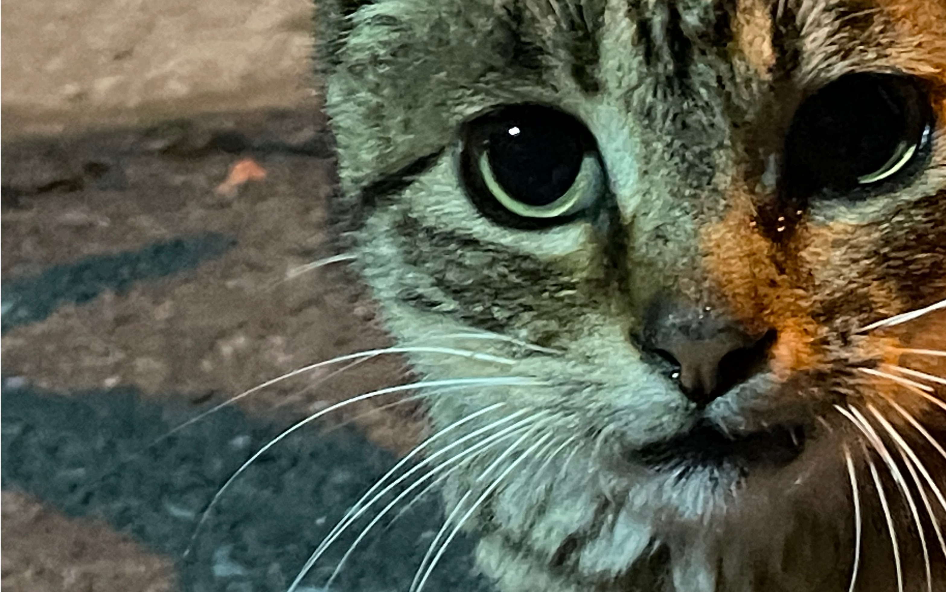 楼下遇到一只小野狸  黏人死了  只好喂肉肉拉