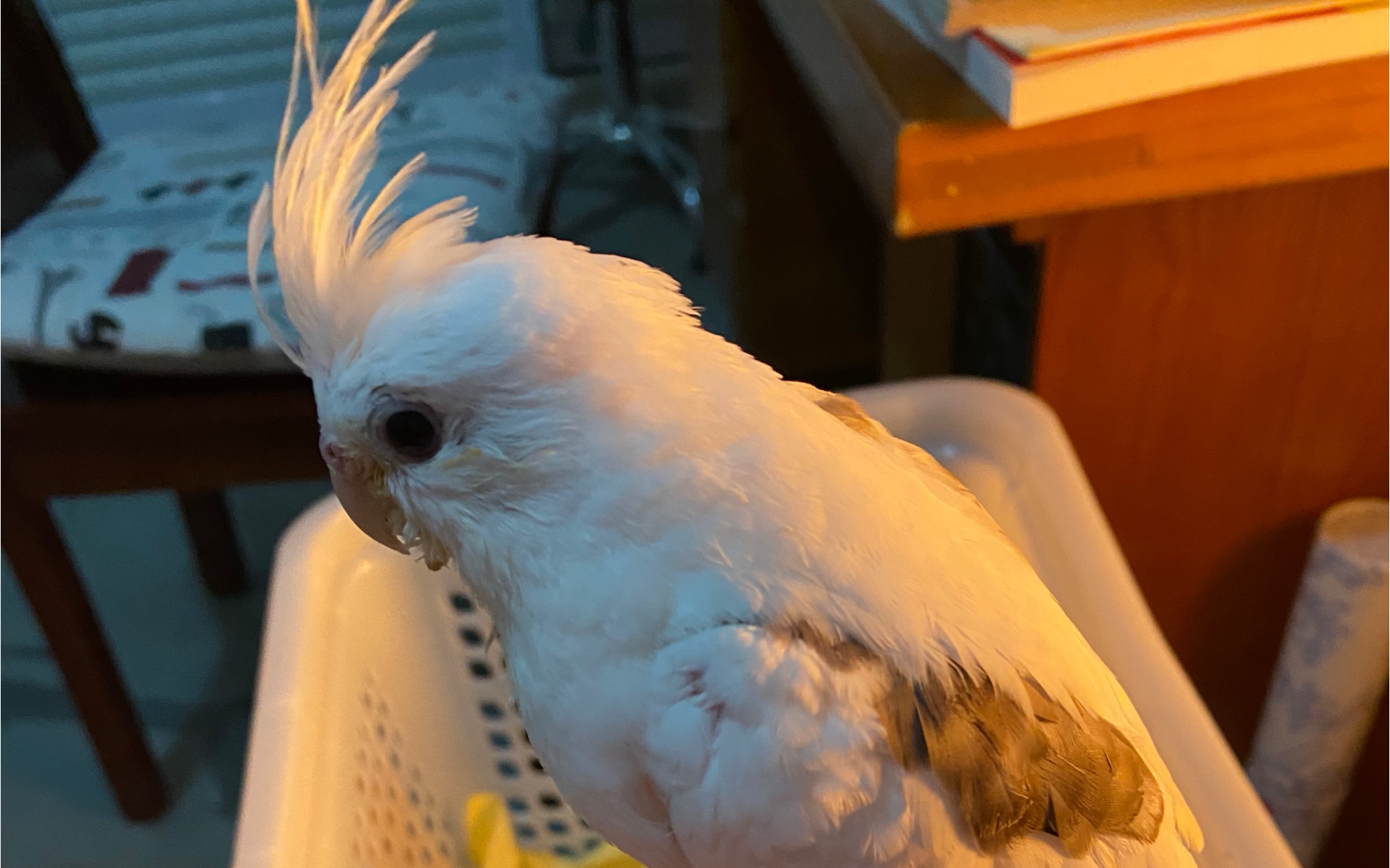 玄凤鹦鹉~手养小玄凤_哔哩哔哩 (゜-゜)つロ 干杯~-bilibili