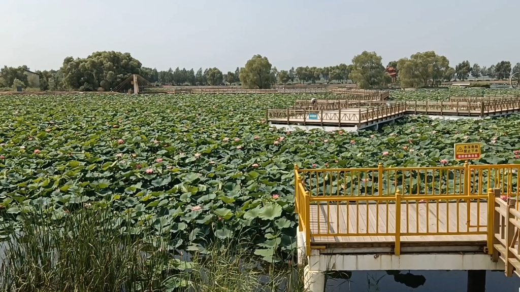 哈尔滨闫家岗荷花湖