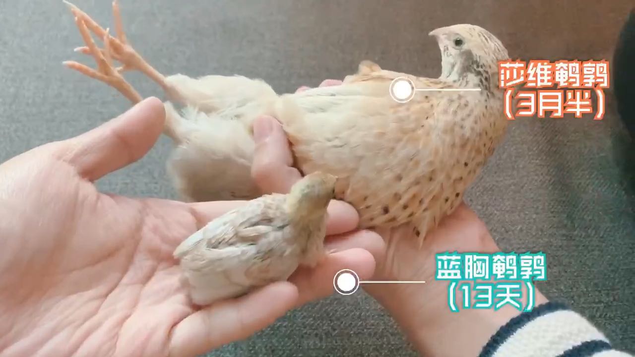 蓝胸鹌鹑vs莎维鹌鹑——大肉肉和小肉球同