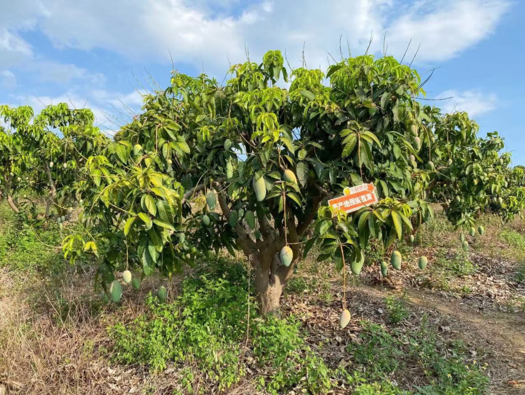 广西百色金煌芒采摘啦