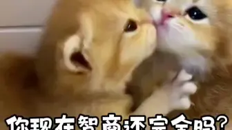 Download Video: 【ks奶猫不是屑】视频加载中，速速查收惊喜！