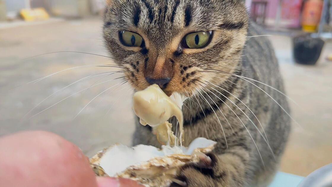 沿海农村猫的朴素猫粮_哔哩哔哩_bilibili