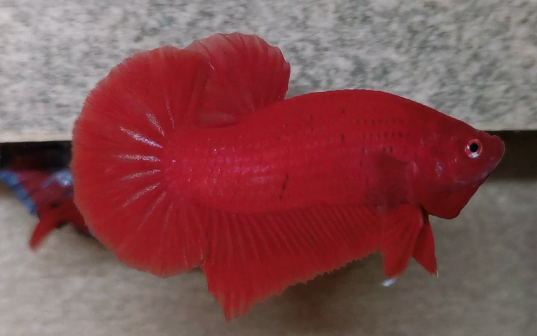 纯红将军,泰国斗鱼,扑克斗鱼作品,欢迎各位粉丝选购_哔哩哔哩_bili