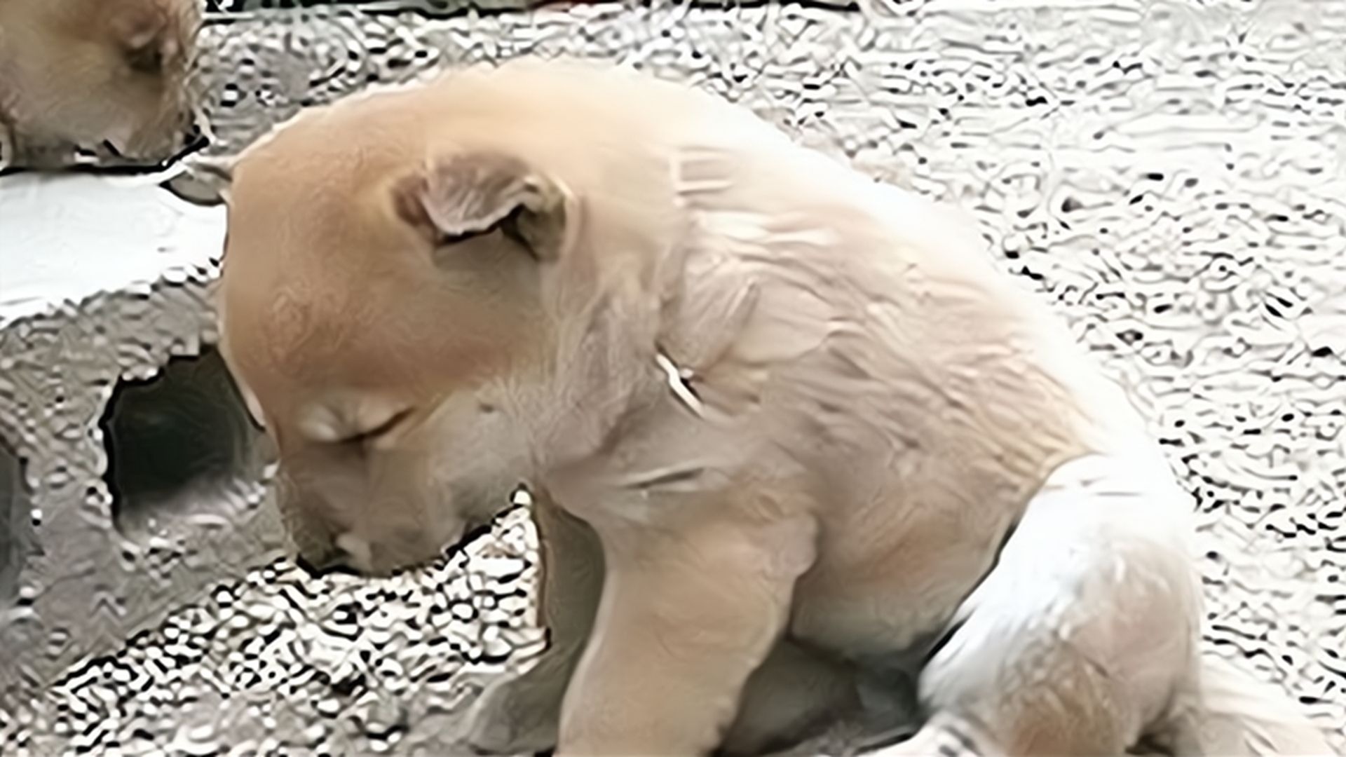 小奶狗突然犯困,下一秒一头栽倒在地,镜头记录搞笑画面!