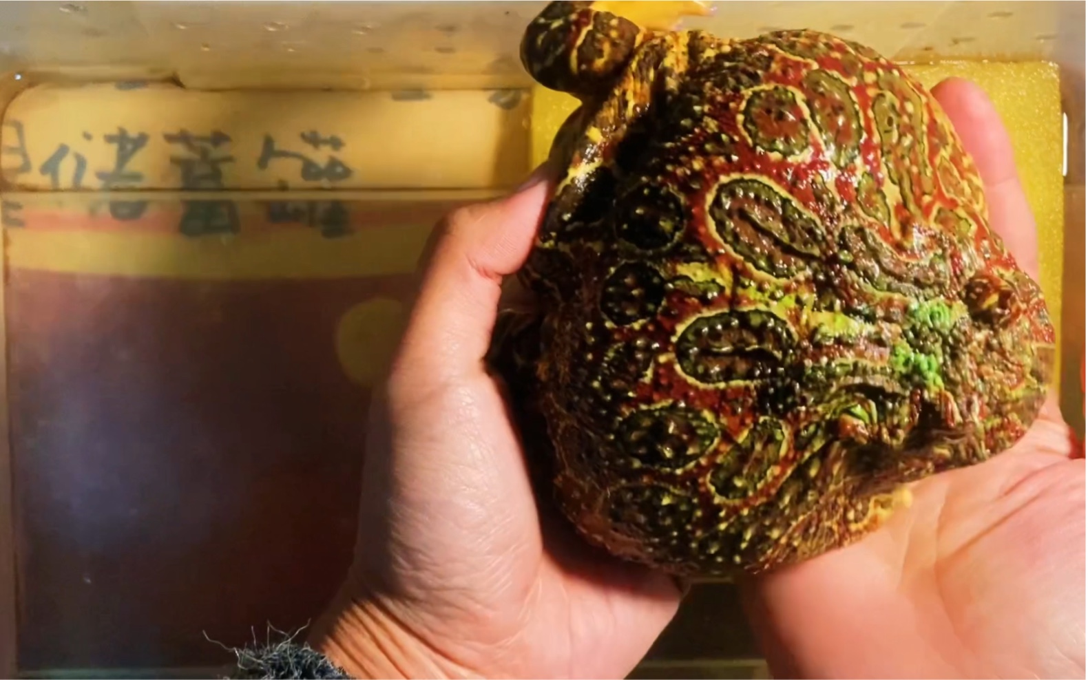 红·钟角蛙,你会喜欢的9595