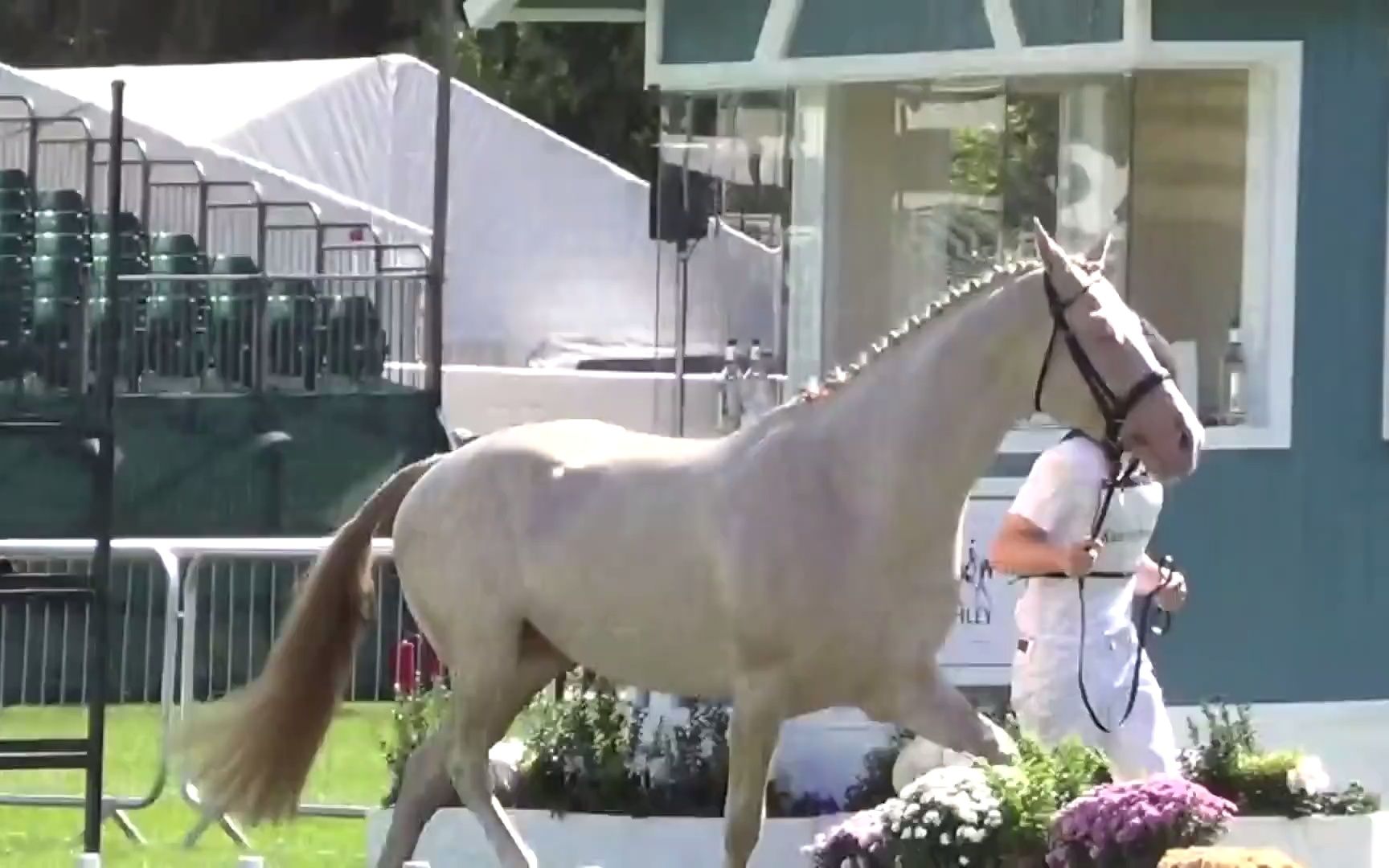 [图]汗血马系列：世界排名第九的阿哈尔捷金马🐎 汗血宝马真容